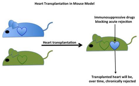 Fighting chronic rejection of transplanted organs – Atlas of Science