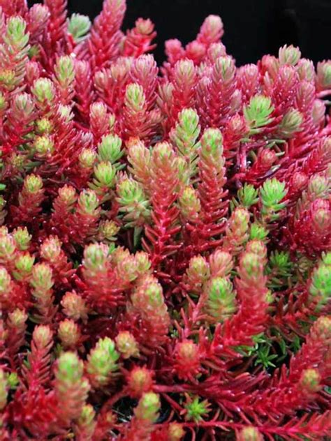 How To Propagate Sedum Using Seeds Division And Leaf Or Stem Cuttings