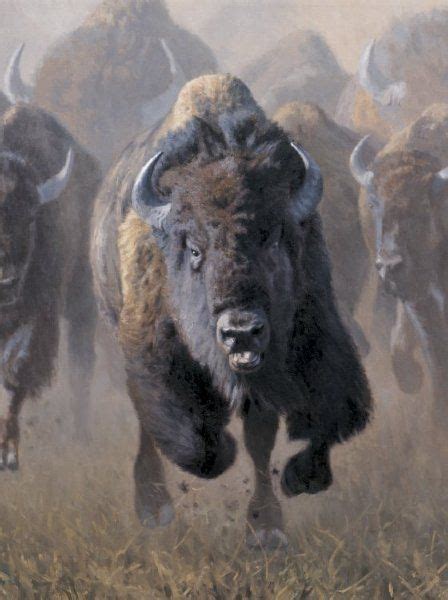 Buffalo Charging Buffalo Animal Buffalo Art Buffalo Bulls Animal