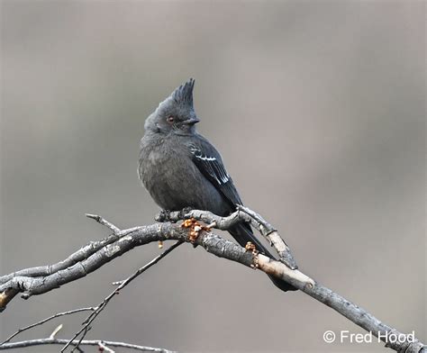 female phainopepla - ZooChat