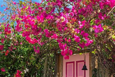 Plantas Trepadoras Para La Entrada De Casa