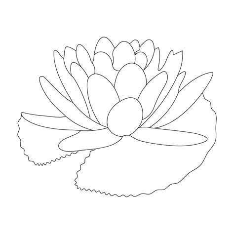 Premium Vector Water Lily Coloring Page And Line Art Flower Sketch