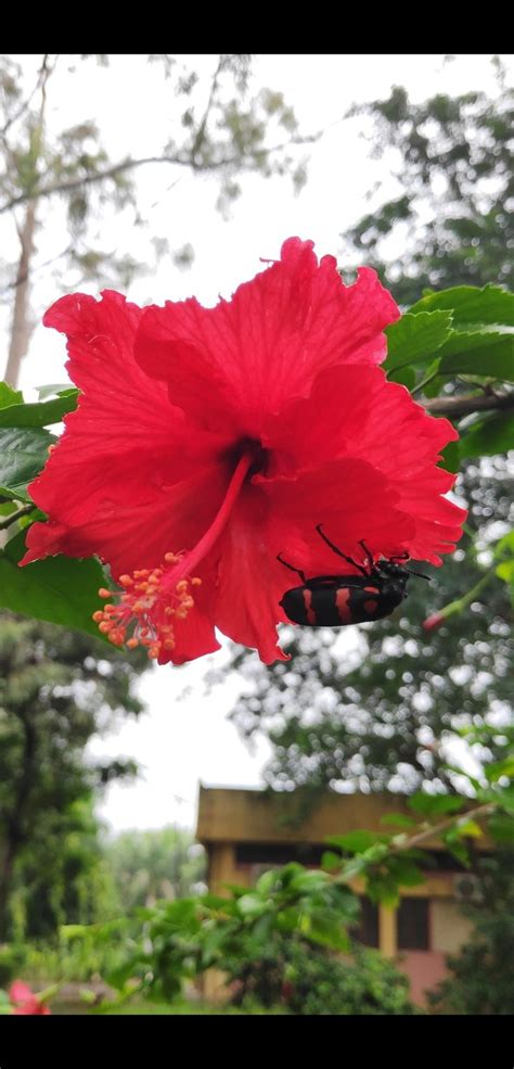 Hibiscus Flower Interesting Science Facts Science Facts Creative