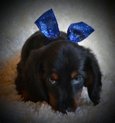 Miniature Dachshund Puppies For Sale | Maple Lake, MN #186126