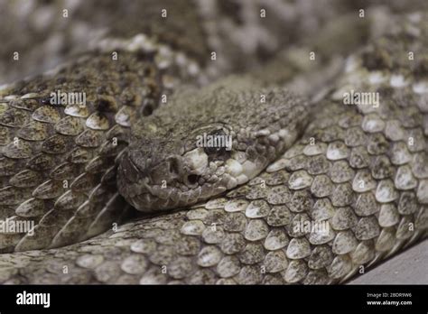 Snake Potrait At Zoo Stock Photo Alamy