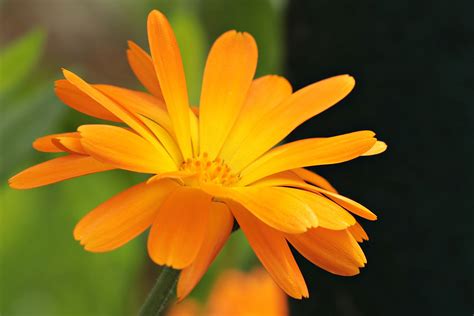 Farbe Orange Wirkung Und Bedeutung Der Farbe Orange Lichtkreis