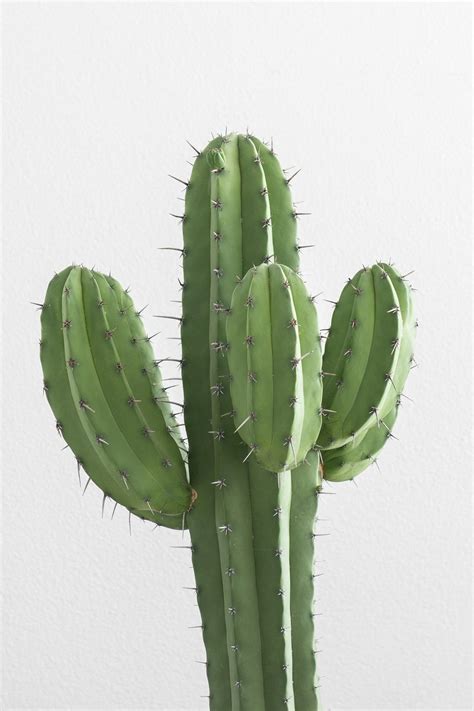 Aesthetic Cactus Profile Pic Wallpapers - Wallpaper Cave