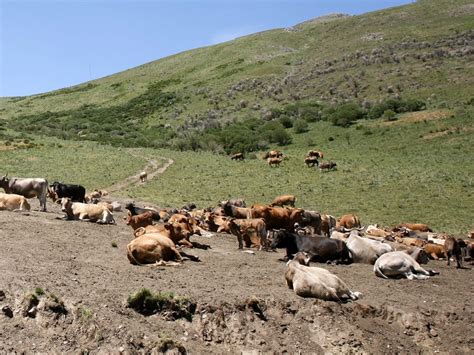 UGAL UPA denuncia la reducción brutal de pastos en la PAC 2023