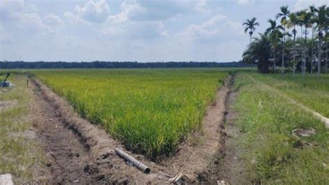 Puncak Kemarau Puluhan Hektare Sawah Di Tanjabtim Terancam Kekeringan