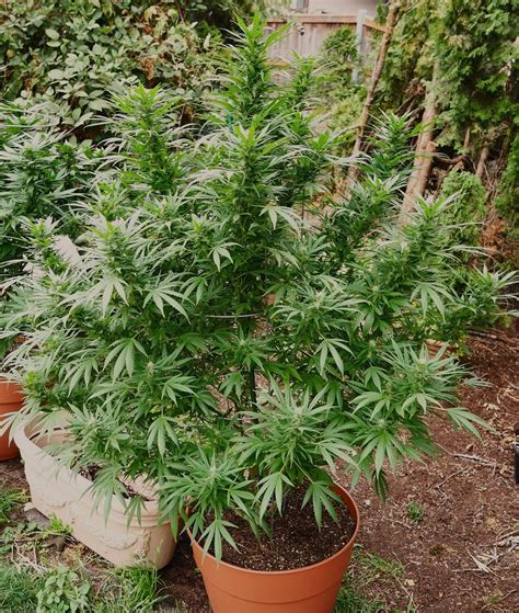 Mango Kush Regular Seeds Mountain Top Seed Bank