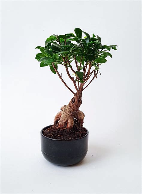 Weeping Fig Ficus Benjamina Care Guide And Tips Plants Spark Joy