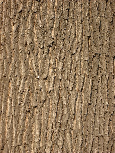 Kostenlose Foto Baum Wald Ast Struktur Holz Textur Blatt