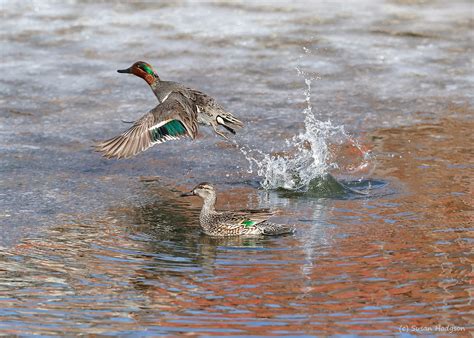 Ducks Susan Hodgson Photography