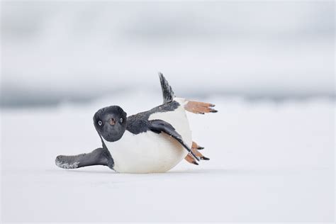 Bird Photographer Of The Year Winners In Pictures Positive News