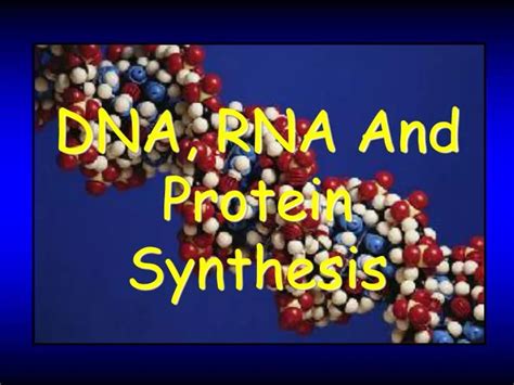 Ppt Dna Rna And Protein Synthesis Powerpoint Presentation Free