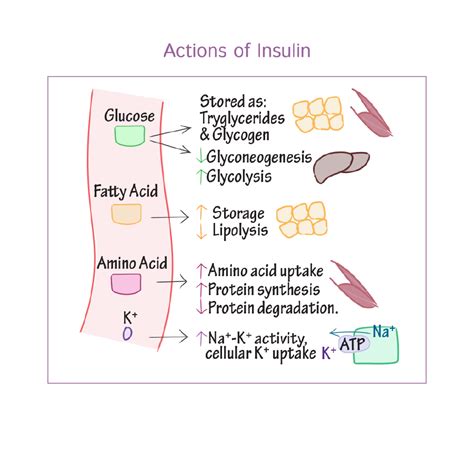 Physiology Glossary Insulin Glucagon Draw It To Know It