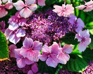 Best Hydrangea By Zone – Find The Right One For Your Climate | Gardening Know How