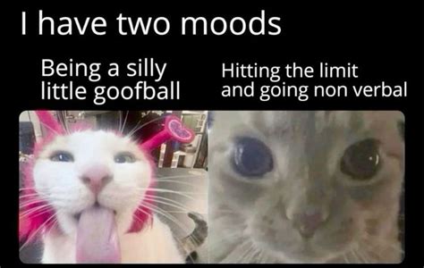 Pin By Starbite💫 On Pins By You In 2024 Silly Cats Cat Memes Funny