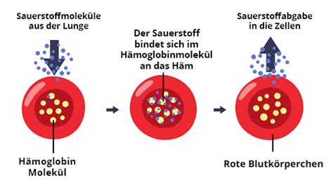 Was ist HPU Hämopyrrollaktamurie Podo medi Blog podo medi