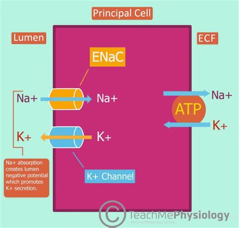 Sodium And Potassium Balance