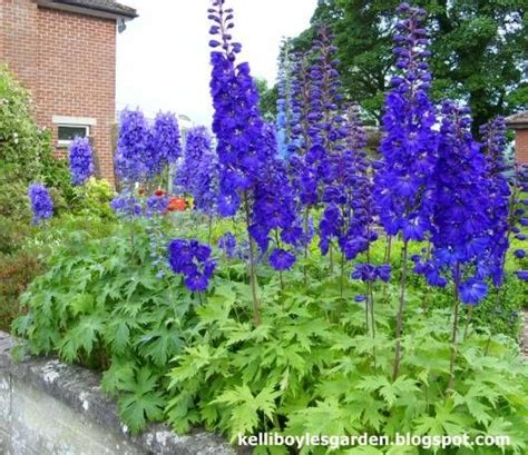 Ostróżka PACIFIC GIANT Blue Bird Delphinium Albamar Delphinium