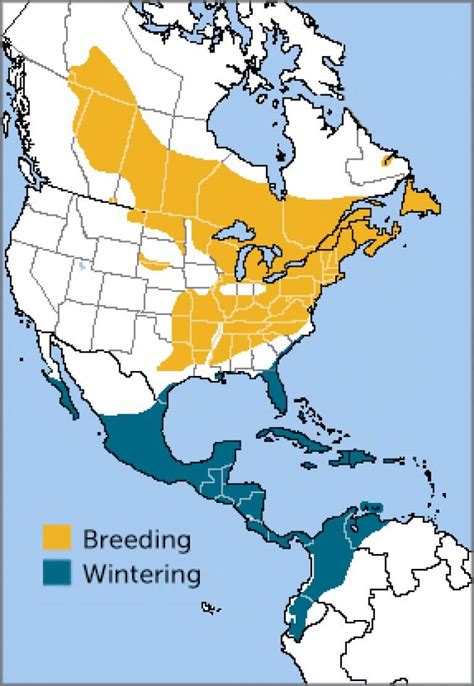 Black And White Warbler American Bird Conservancy