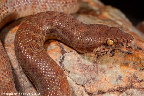 Pygmy Python Antaresia Perthensis A Pygmy Python Antare Flickr