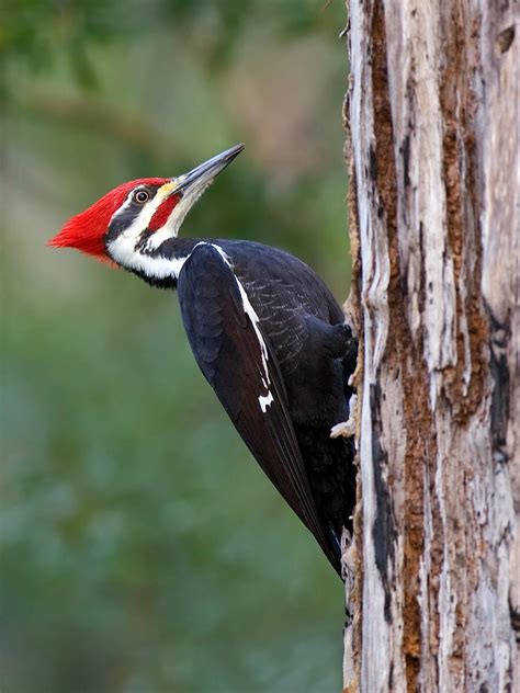 Pileated Woodpecker Tongue