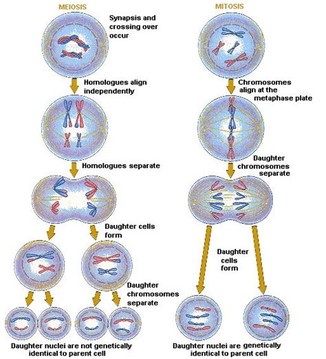 Meiosis Vs Mitosis