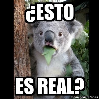 Meme Koala Esto Es Real