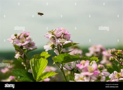 Raspberry Plant Drawing Hi Res Stock Photography And Images Alamy