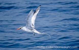 Red-billed Tropicbird Photo, Red-billed Tropicbird photos, Natural ...