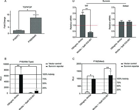 Edited P19 cells exhibited higher β catenin TCF transcription as well