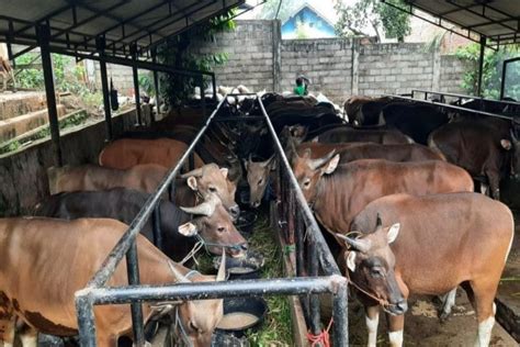 Jelang Iduladha Ini Hukum Menjual Daging Kurban