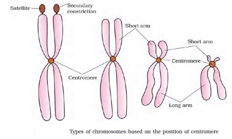 Ncert Solutions Class 11 Biology Chapter 8 Cell The Unit Of Life