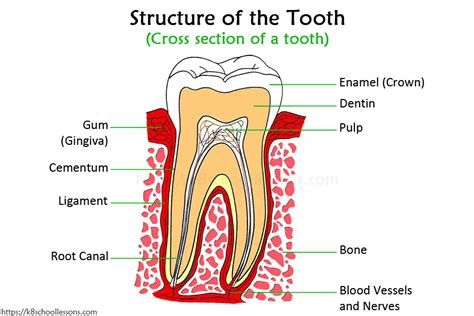 Human Tooth Structure For Kids Structure Of The Tooth Tooth Decay