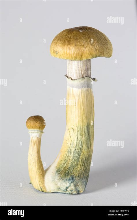 Psilocybe Cubensis Fotograf As E Im Genes De Alta Resoluci N Alamy