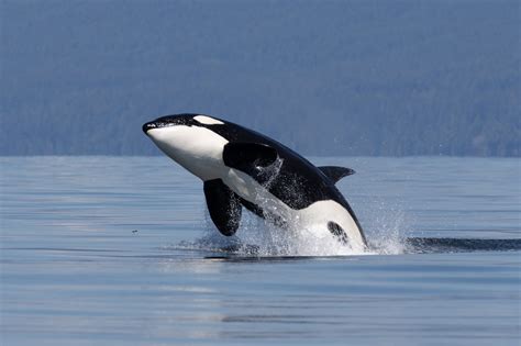 Researchers confirm increased whale sightings in Vancouver Island
