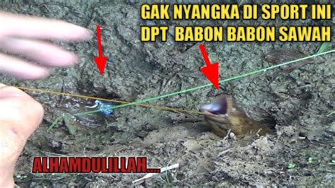 Gak Nyangka Mancing Belut Di Sport Ini Dapat Babon Babon Sawah