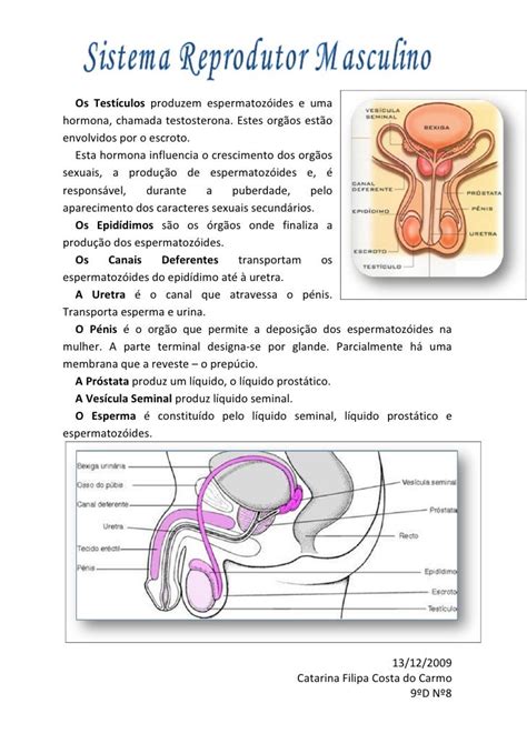 Sistema Reprodutor Masculino Resumo Toda Materia Nbkomputer