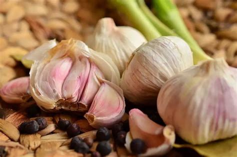 Growing Hardneck VS Softneck Garlic - Home Garden Vegetables