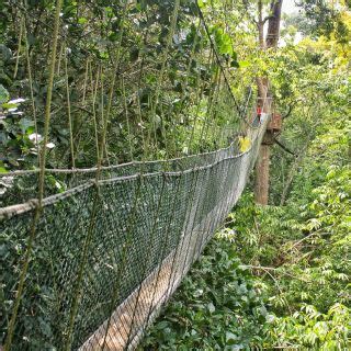 Taman Negara National Park Kuala Lumpur Book Tickets Tours