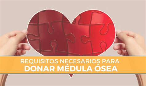 ¿cuáles Son Los Requisitos Para Donar Medula Ósea Guía【2024