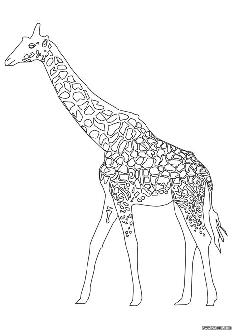 Coloriage Girafe Gratuit Imprimer