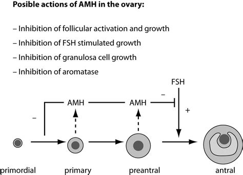 Anti Müllerian Hormone A Unique Biochemical Marker Of Gonadal