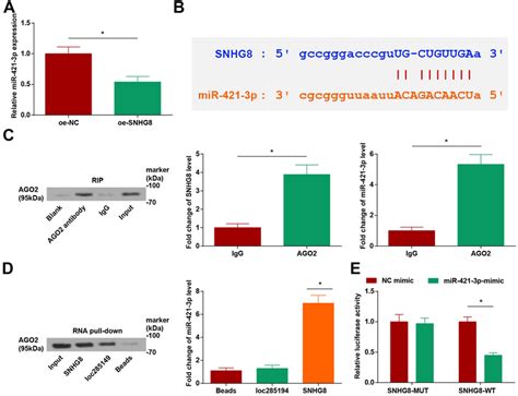 SNHG8 Binds To MiR 421 3p A MiR 421 3p Expression In MN9D Cells After