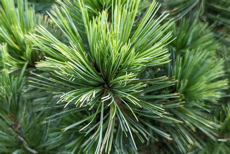 Fertilizing Pine Trees Plant Addicts