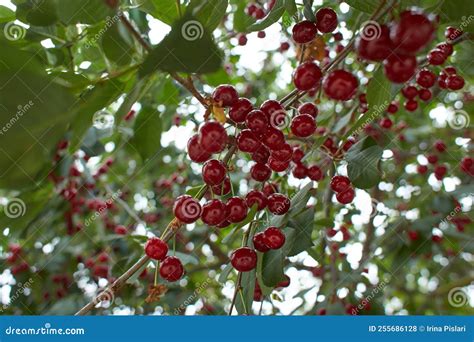 Closeup Of Ripe Dark Red Sour Cherries Hanging On Sour Cherry Tree