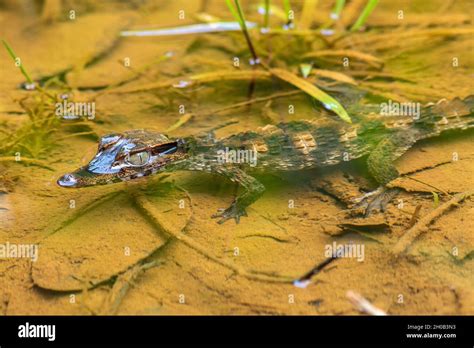 Schneiders Smooth Fronted Caiman Paleosuchus Trigonatus Young In