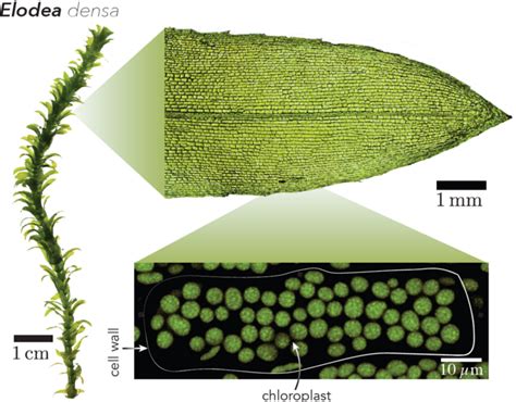 Elodea Densa Is An Aquatic Pla IMAGE EurekAlert Science News Releases